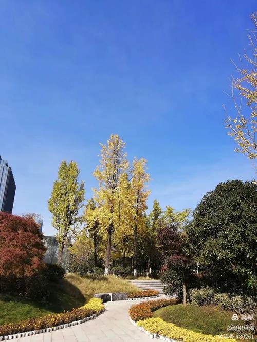 心怡旷野,黄的杏叶,绿的桅树,红的果实,粉的小花,白的小鹭,好一个秋阳
